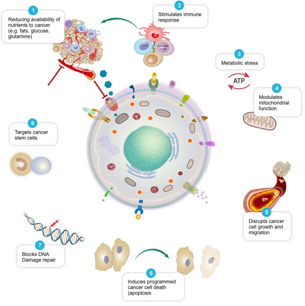 The COC Protocol™ in Breast Cancer - Care Oncology US